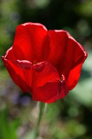 红色郁金香花朵微距特写写真图片