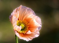  一朵盛开的粉红色罂粟花图片大全