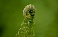 微距特写绿色蕨类草本植物高清图片