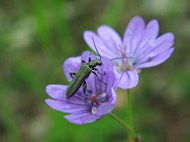 紫色小花野生甲虫写真精美图片