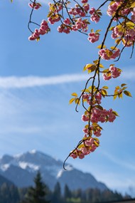 春天远山粉色樱花枝写真图片下载