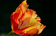 橙黄色郁金香花写真精美图片
