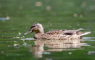 池塘里自由嬉戏的斑嘴鸭精美图片