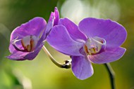 唯美紫色蝴蝶兰微距特写写真高清图片