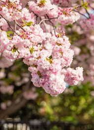 粉色小清新樱花树写真精美图片