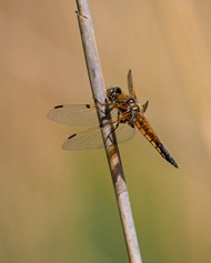 竹竿停歇的薄翅蜻蜓写真精美图片