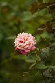 野生粉色玫瑰花微距特写写真精美图片