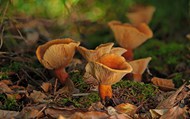 森林地面野生菌类蘑菇写真图片