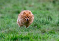 草地自由狂奔的博美犬图片
