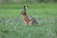 蹲坐在绿色草地上的野兔子精美图片