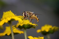 大黄蜂采蜜授粉写真精美图片