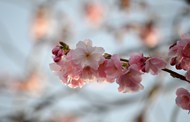 粉色日本樱花枝微距写真图片大全