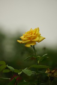 黄色玫瑰花微距特写写真图片大全