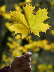 秋天手持一片枫叶精美图片