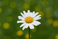 野生白色小雏菊写真图片下载