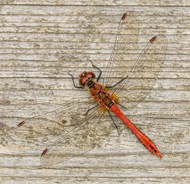 木板上的红色蜻蜓图片下载