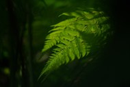 毛叶桫椤蕨类植物写真图片
