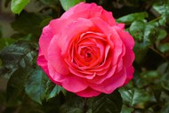 微距特写粉色蔷薇玫瑰花图片下载