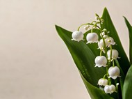 白色铃兰花叶子写真精美图片