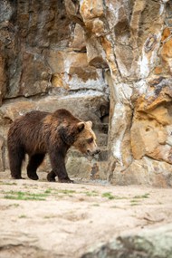动物园野生大棕熊写真图片大全