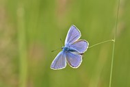 野生蓝色蛱蝶写真高清图片