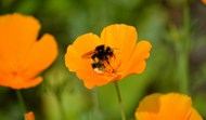 橙色罂粟花蜜蜂采蜜写真精美图片