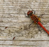 红色豆娘蜻蜓写真图片