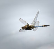 空中飞舞的蜻蜓写真图片