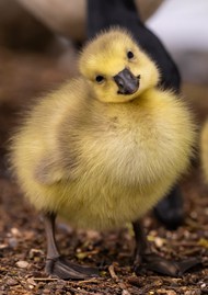 黄色小雏鸭写真精美图片