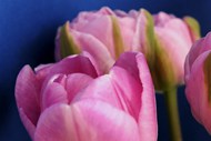 春天粉色郁金香微距特写写真高清图片