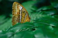绿色树叶彩色蛱蝶写真高清图片