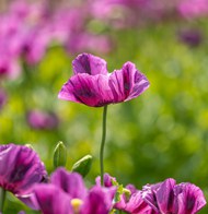 紫色罂粟花花开写真图片下载