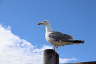蓝天下站在木桩上的海鸥高清图片