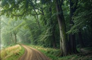 雾气朦胧郁郁葱葱树林风景精美图片