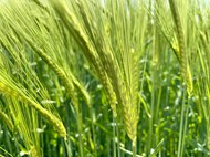 绿色稻田未成熟的谷物麦穗精美图片