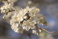 微距特写白色樱花树枝写真图片
