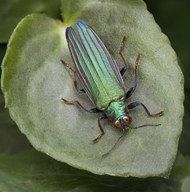 绿叶宝石甲虫写真高清图片