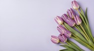 清新淡雅紫色郁金香花写真高清图片