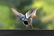 灰鹡鸰野生飞禽写真图片