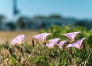 草地野生牵牛花写真高清图片