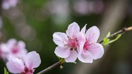 粉色桃花花枝盛开微距写真高清图片