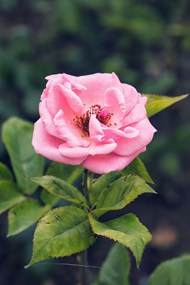 粉色玫瑰花微距特写写真精美图片