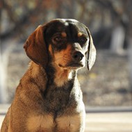 蹲坐在地上的猎浣熊犬写真图片大全