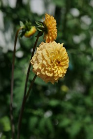 野生黄色大丽菊写真图片