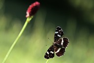 野生黑色蛱蝶写真高清图片