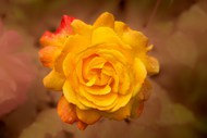 黄色玫瑰花微距特写写真高清图片