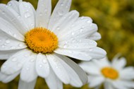 雨后白色雏菊写真图片