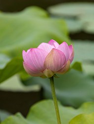 夏日粉色映日荷花微微绽放图片