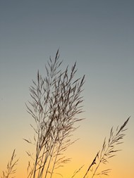 盛夏黄昏天空芦草写真精美图片