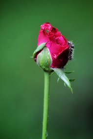 唯美玫瑰花蕾花枝写真高清图片